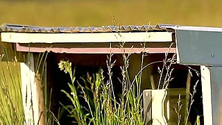 Homeward Bound Part 3: Stray Featuring Charlie Forde, Finley Kay, Caleb Arcane