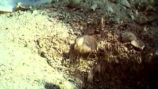 European Blonde Finger Fucked On Public Beach