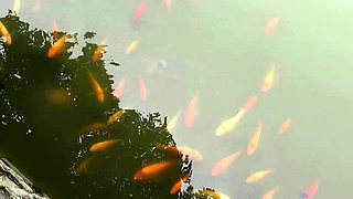 Hitch hiking teen outdoor public fuck in this hd video