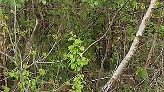 Outdoor Swallow