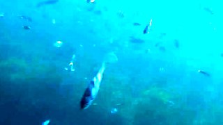 Amateur blondie solo anal masturbation