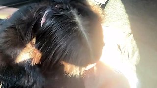 Fur-coated stepmom gives stepson a blowjob in the car