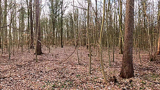 Naked Breasts Punished on the Forest Path