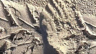 Comparing Size 16 Feet to Sand Prints at the Beach