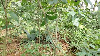 BBW Athena Outdoor Handjob: Jungle Adventure with Boyfriend Filming From Behind in 4K