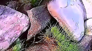 Beach Fantasy - Blonde & Brunette (pov)