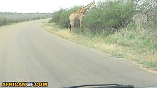 Insatiable Black Gf Requests Massive White Fuckpole In The Middle Of Safari Journey